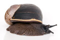 Helicophanta bicingulata Madagascar adult, 78mm
